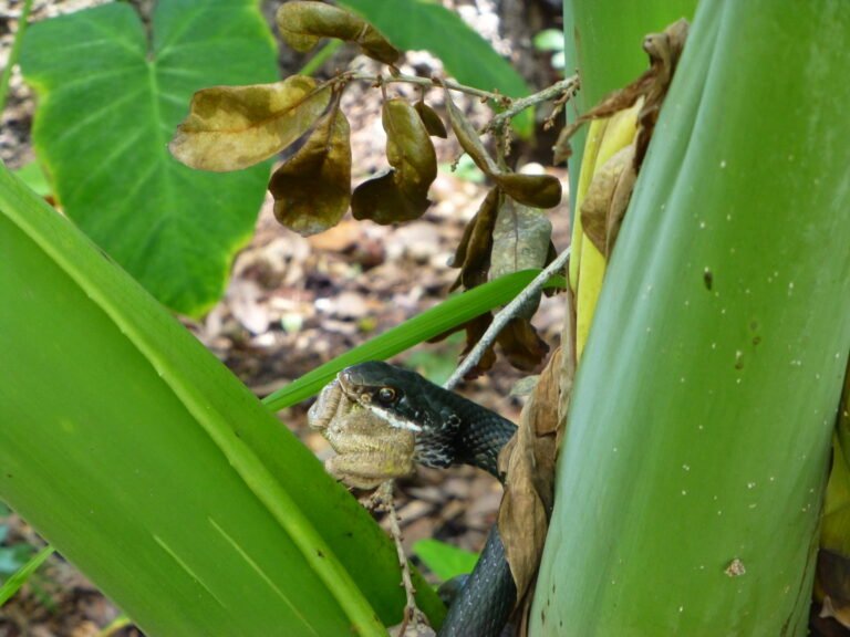 a black racer snake eating a Cuban tree frog