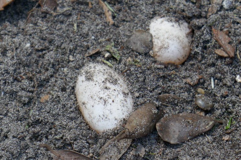 black racer eggs underneath a walkway