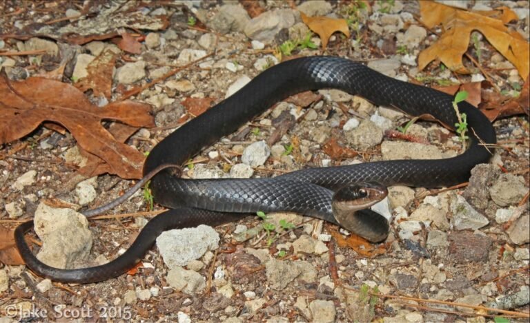 brown chinned racer (Coluber constrictor helvigularis)
