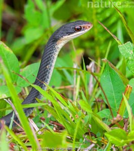 Everglades racer (Coluber constrictor paludicola)