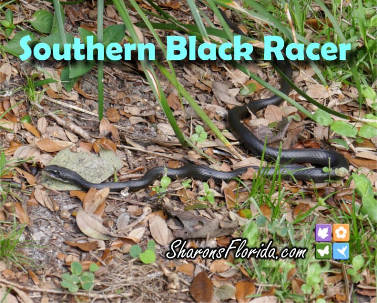 Southern Black Racer Coluber constrictor priapus video link