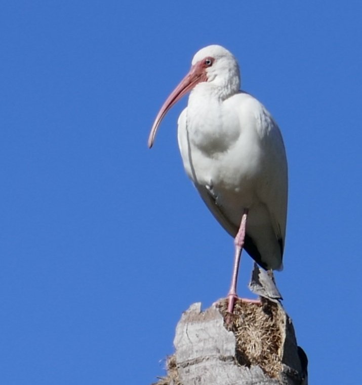 American white ibis Eudocimus albus