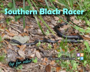 Southern Black Racer Coluber constrictor priapus video link
