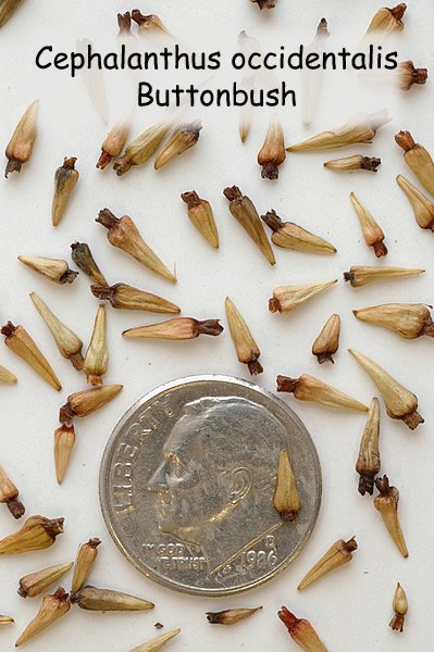 Cephalanthus occidentalis buttonbush seeds under magnification