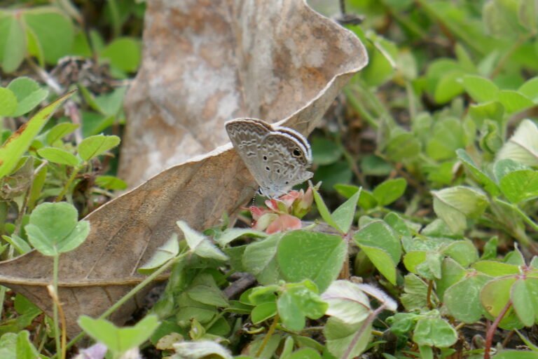 ceraunus blue butterfly which uses milkpea as a host plant