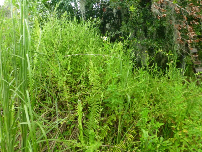 climbing aster (Symphyotrichum carolinianum)