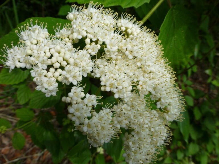 arrowwood Viburnum dentatum flower