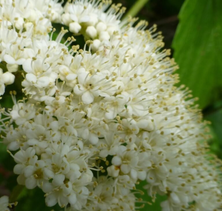 arrowwood Viburnum dentatum flowers