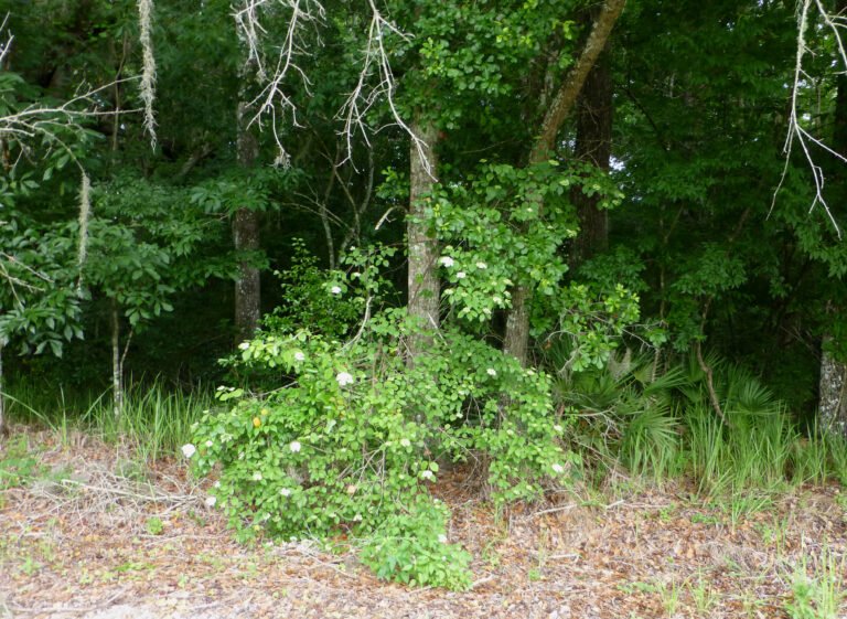arrowwood Viburnum dentatum in the landscape