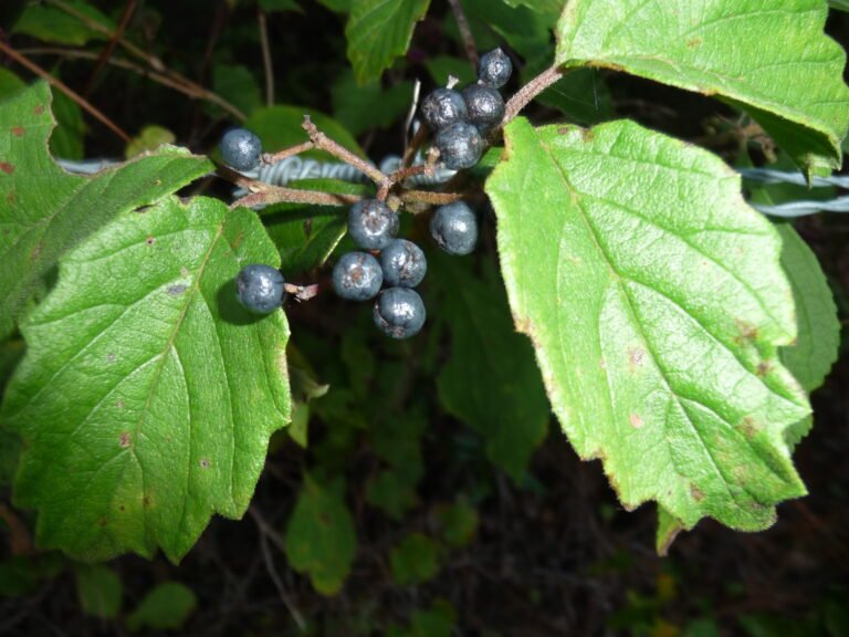 arrowwood Viburnum dentatum ripe fruit