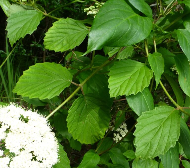 arrowwood Viburnum dentatum leaves