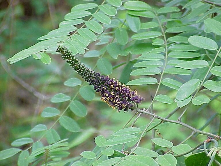 bastard indigo Amorpha fruticosa leaves