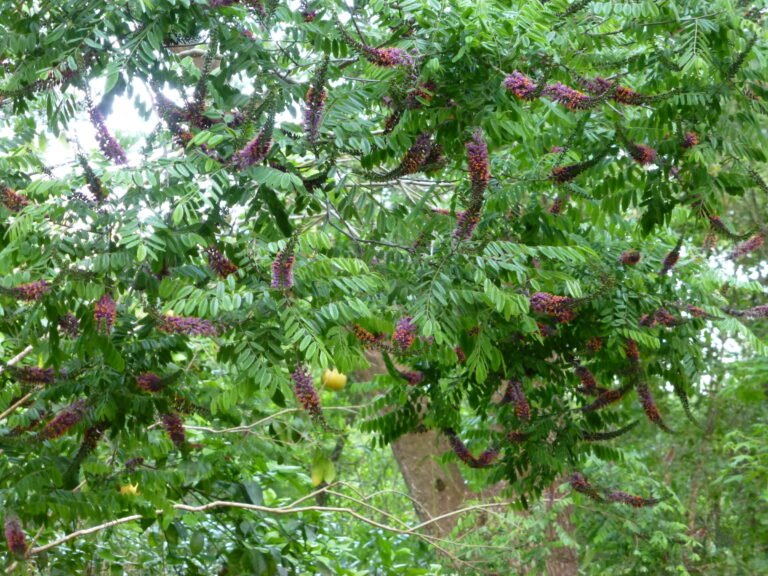 bastard indigo Amorpha fruticosa