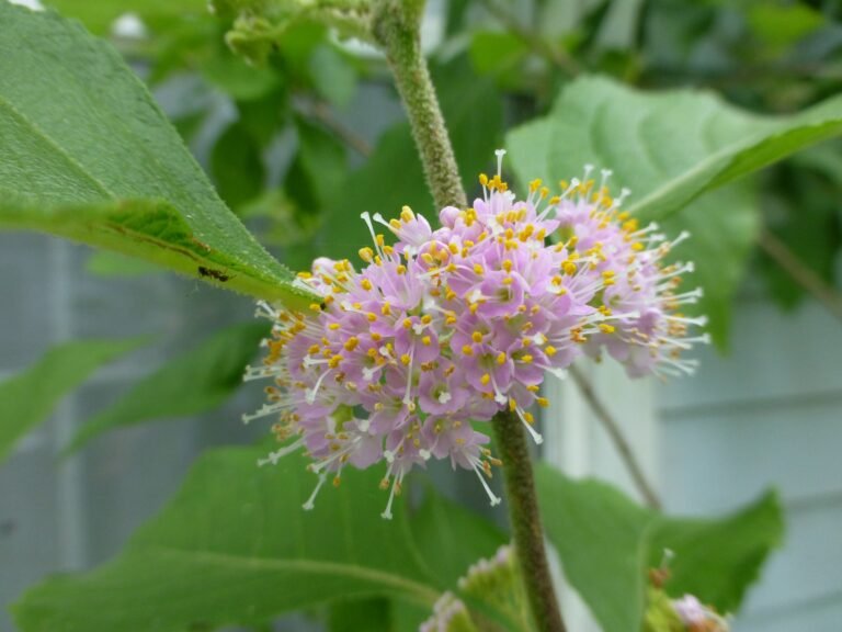 Callicarpa americana beautyberry flowers