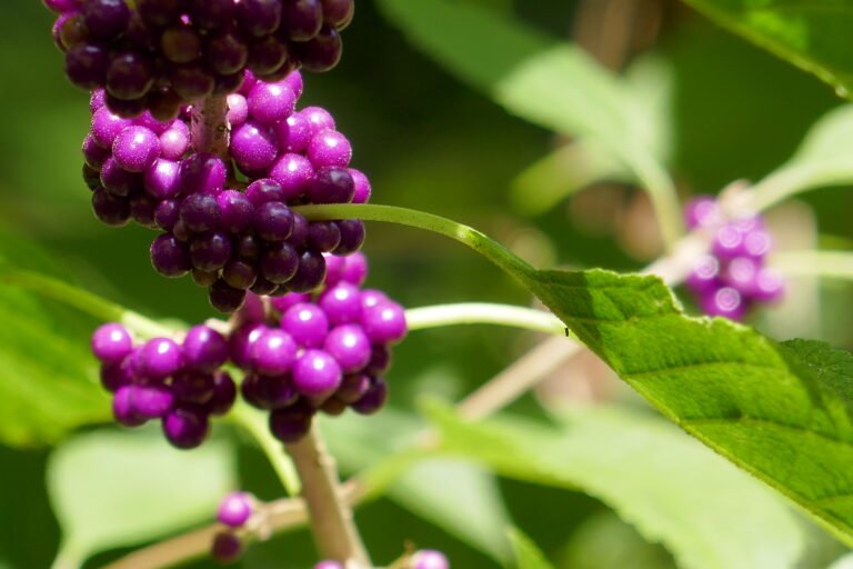 Callicarpa americana beautyberry ripe fruit