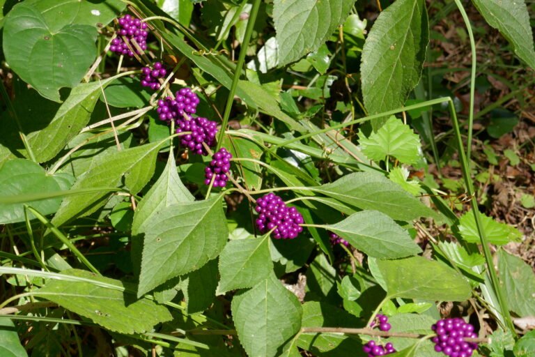 Callicarpa americana beautyberry ripe fruit