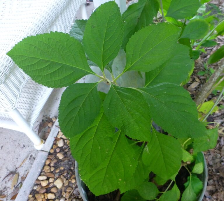 Callicarpa americana beautyberry leaves