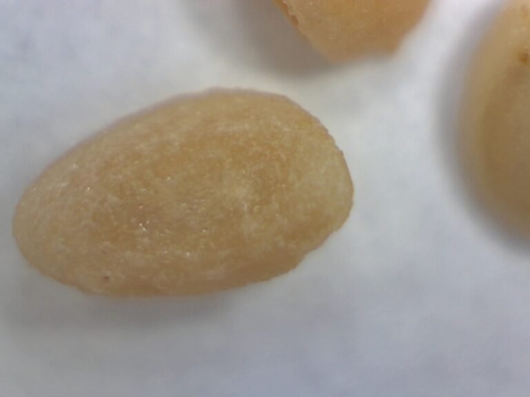 Callicarpa americana beautyberry seed under magnification