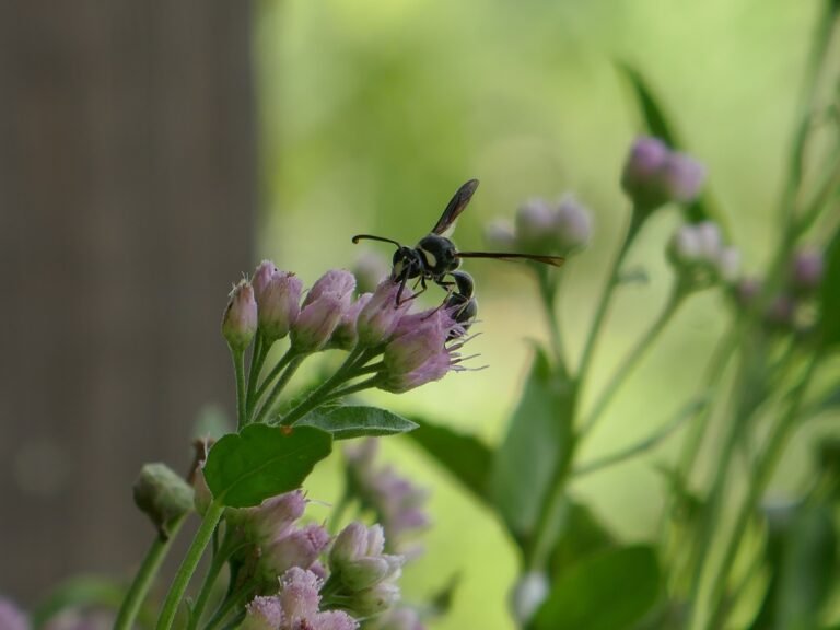 black and white wasp potter wasp Eumenes fraternus on a marsh fleabane Pluchea odorata flower