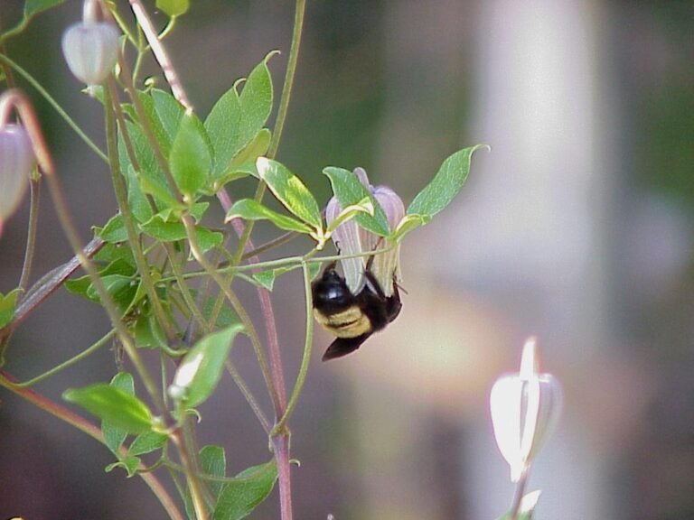 Netleaf Leather-flower Clematis reticulata flower with a bumblebee nectaring