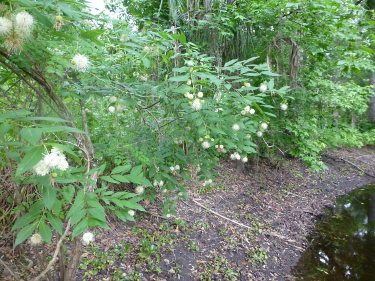 Cephalanthus occidentalis buttonbush at a pond edge