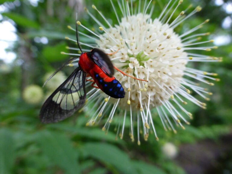 Cephalanthus occidentalis buttonbush and a scarlet-bodied wasp moth