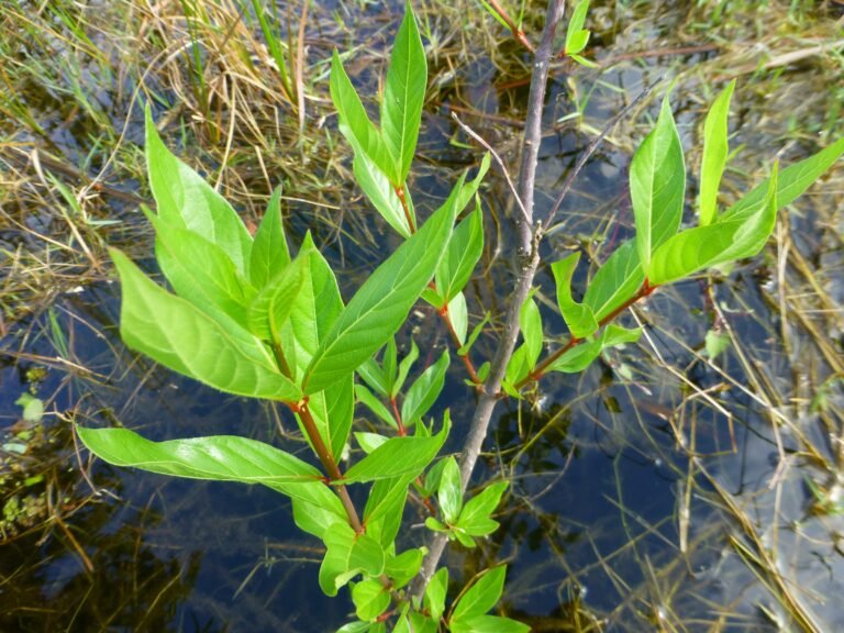 Cephalanthus occidentalis buttonbush leaves
