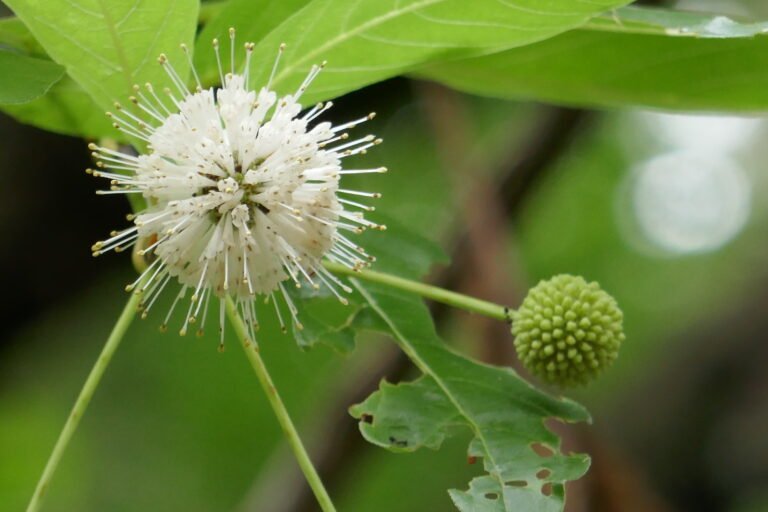 Cephalanthus occidentalis buttonbush flower