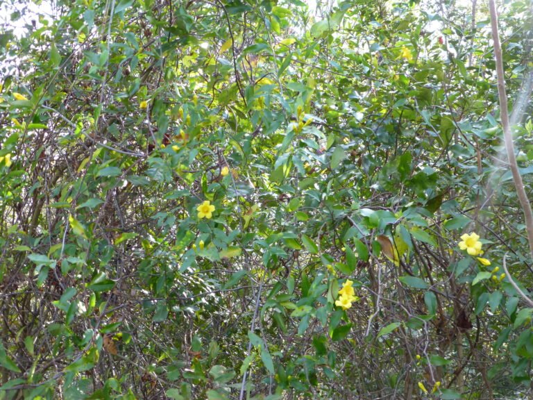 Carolina jessamine Gelsemium sempervirens growing in the landscape