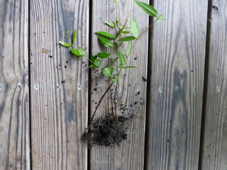 Carolina jessamine Gelsemium sempervirens root cutting