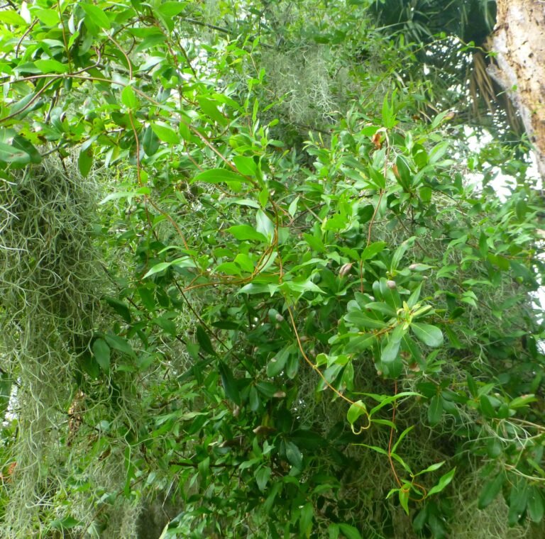 Carolina jessamine Gelsemium sempervirens growing in an oak tree
