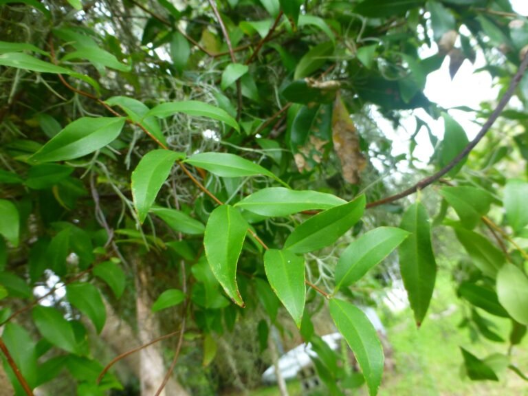 Carolina jessamine Gelsemium sempervirens leaves