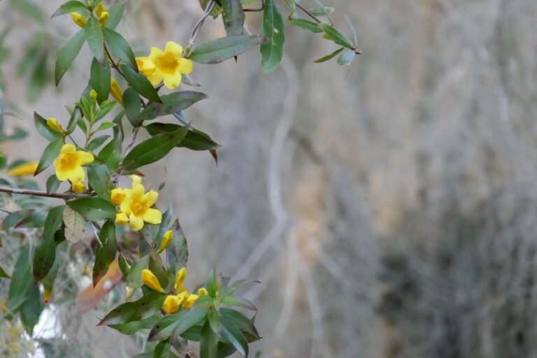 Carolina jessamine Gelsemium sempervirens flowers