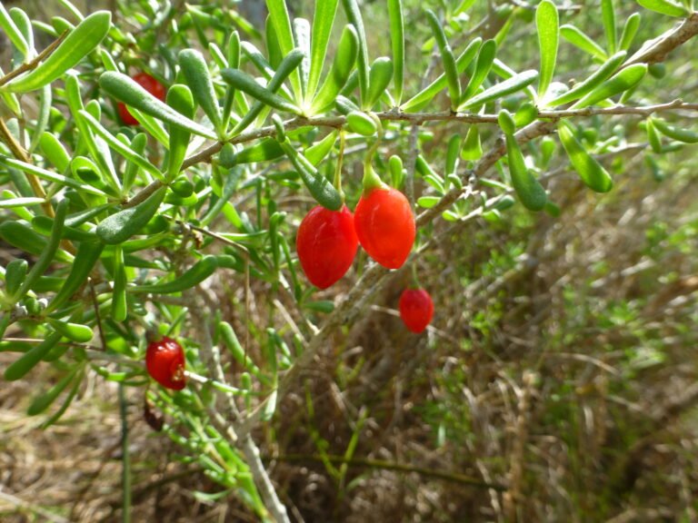 Christmas berry Lycium carolinianum fruit