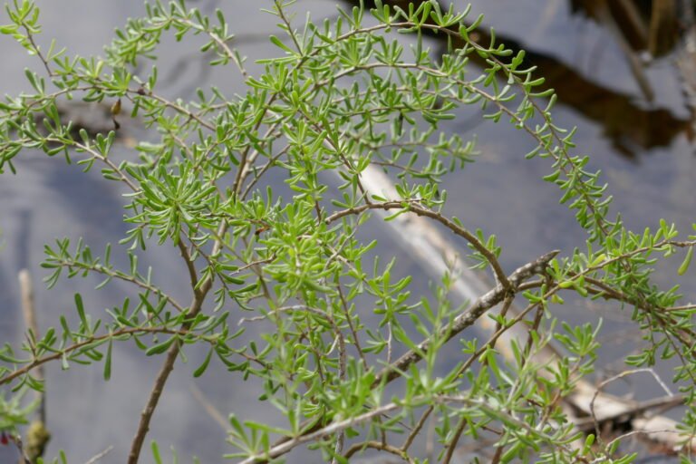 Christmas berry Lycium carolinianum leaves
