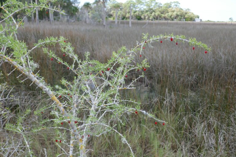 Christmasberry Lycium carolinianum at the edge of a saltmarsh