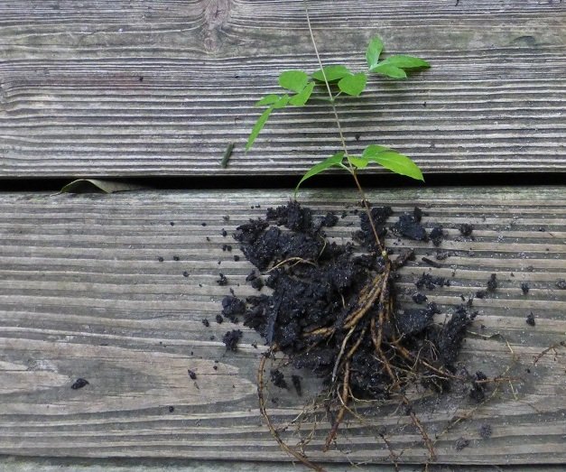freshly dug Clematis reticulata plant
