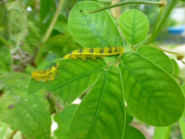 cloudless sulphur caterpillar on sicklepod leaves