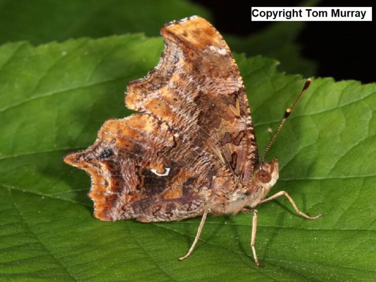 eastern comma butterfly copyright tom murray