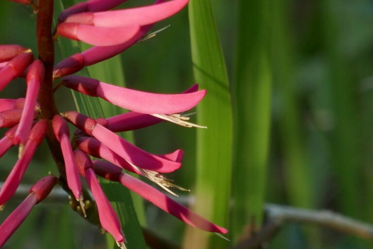 coralbean Erythrina herbacea flowers