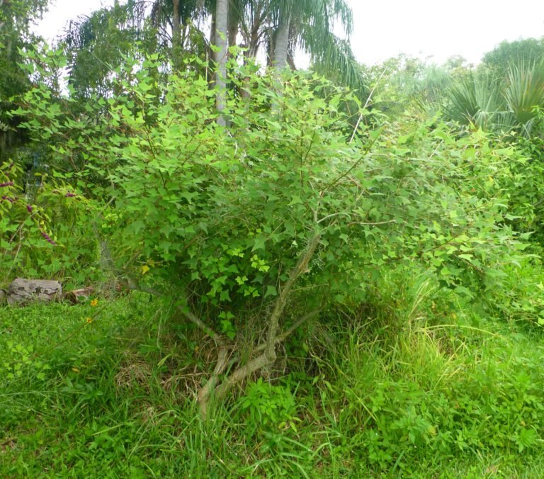 coralbean Erythrina herbacea