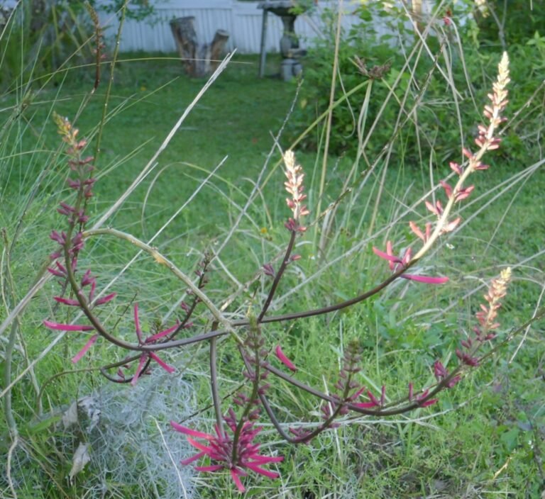 coralbean Erythrina herbacea