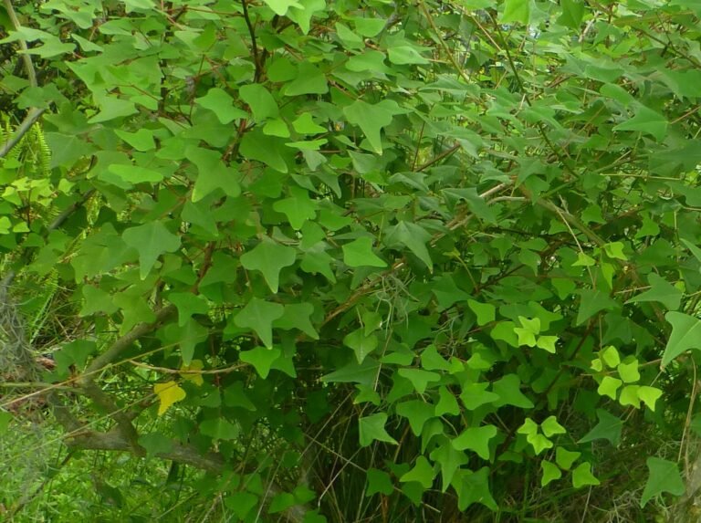 coralbean Erythrina herbacea leaves