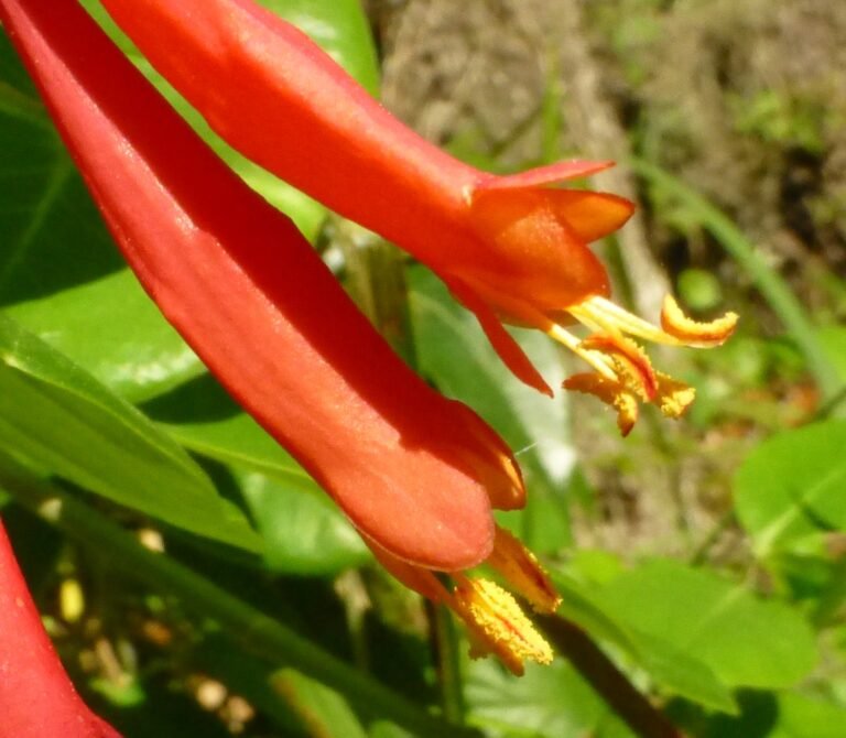 coral honeysuckle Lonicera sempervirens flower close-up