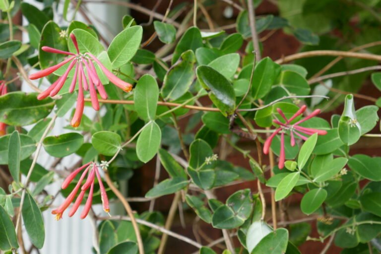 coral honeysuckle Lonicera sempervirens leaves