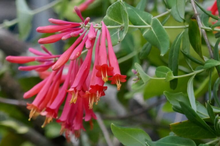 coral honeysuckle Lonicera sempervirens flowers