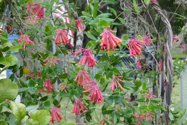 coral honeysuckle Lonicera sempervirens growing on a trellis