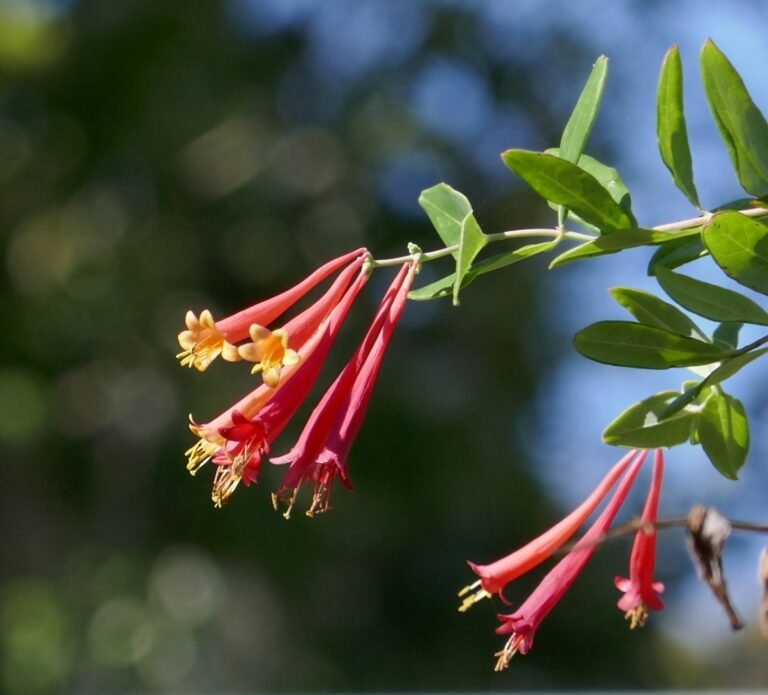 coral honeysuckle Lonicera sempervirens flowers