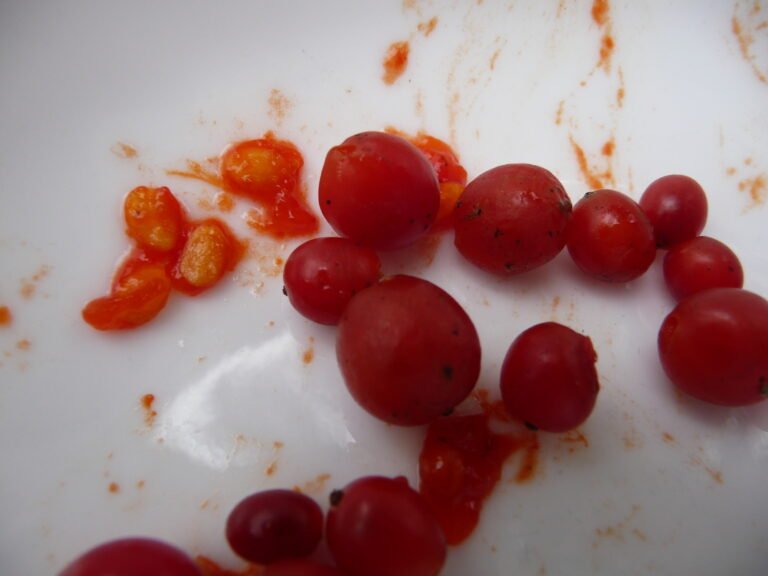 coral honeysuckle Lonicera sempervirens fruit smashed to expose the seeds