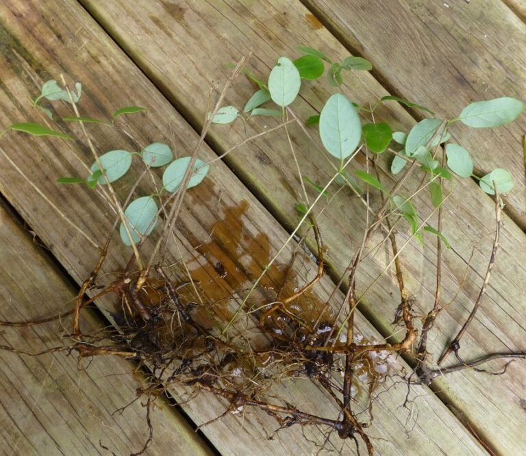 coral honeysuckle rooted cuttings